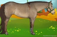 Horse Color:Liver Red Dun Sabino Rabicano 