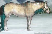 Horse Color:Plaid Liver Red Dun Onyx Sabino Rabicano