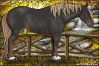 Horse Color:Liver Chestnut Rabicano 