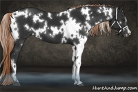 Horse Color:White Spotted Liver Chestnut