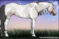 Horse Color:White Spotted Liver Chestnut Tobiano Rabicano 