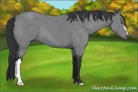 Horse Color:Black Chinchilla 