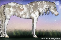 Horse Color:White Spotted Liver Chestnut Ice Sabino Splash 