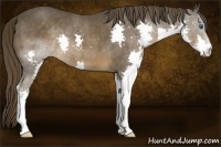 Horse Color:Liver Chestnut Splash