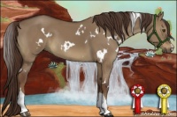 Horse Color:White Spotted Liver Red Dun 