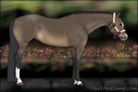 Horse Color:Brown Dun Sabino 