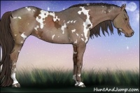 Horse Color:White Spotted Liver Chestnut Ice Sabino