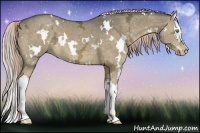 Horse Color:White Spotted Chocolate Palomino Ice Dun Splash