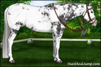 Horse Color:Smoky Black Sabino Varnish Rabicano 