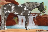 Horse Color:White Spotted Liver Chestnut 