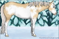 Horse Color:Silver Classic Champagne Dun Sabino Splash Frame