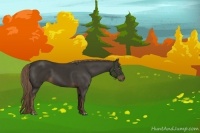 Horse Color:Liver Chestnut Sabino 
