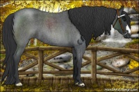 Horse Color:Blue Roan 