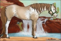 Horse Color:White Spotted Liver Chestnut Pearl 