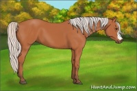 Horse Color:Silver Bay 