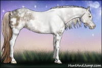 Horse Color:White Spotted Liver Chestnut Ice