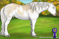 Horse Color:Gray Cremello Splash