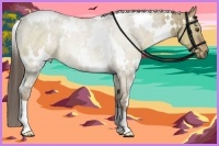 Horse Color:White Spotted Liver Red Dun Roan