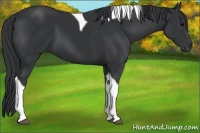Horse Color:Black Tobiano 
