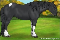Horse Color:Black Tobiano 