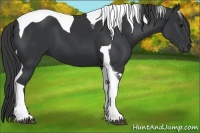Horse Color:Black Tobiano