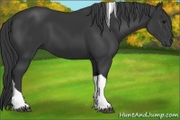 Horse Color:Black Tobiano 