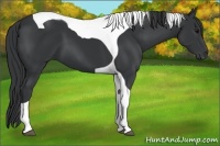 Horse Color:Black Tobiano 