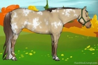Horse Color:White Spotted Liver Red Dun 