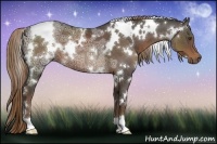 Horse Color:White Spotted Liver Chestnut Ice