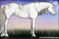 Horse Color:Liver Red Dun Sabino Splash Rabicano