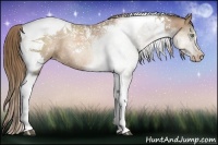 Horse Color:Liver Chestnut Pearl Tobiano Rabicano 