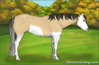 Horse Color:Buckskin Dun Splash