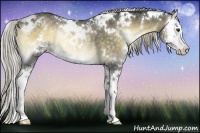Horse Color:White Spotted Chocolate Palomino Onyx Splash Rabicano