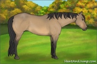 Horse Color:Buckskin Dun 
