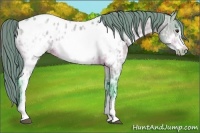 Horse Color:Watercolor Buckskin Ice Dun Frame Appaloosa 