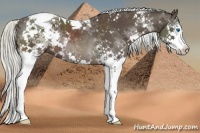 Horse Color:White Spotted Liver Chestnut Splash Tobiano