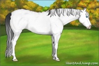 Horse Color:White Spotted Brown Splash 
