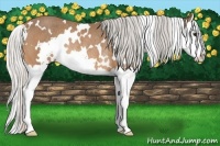 Horse Color:White Spotted Silver Buckskin Splash Rabicano