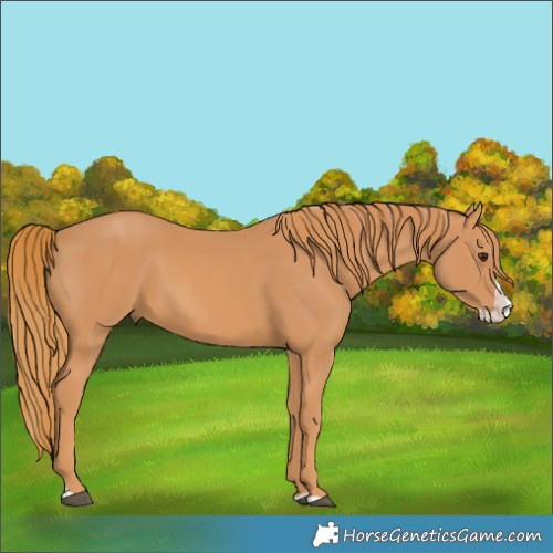 Horse Color:Chestnut Splash 