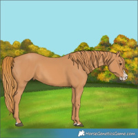 Horse Color:Chestnut Splash 