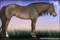 Horse Color:Liver Chestnut Sabino