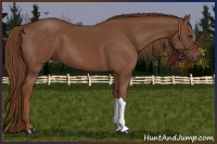 Horse Color:Chestnut 