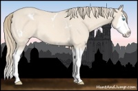 Horse Color:White Spotted Perlino Splash Rabicano