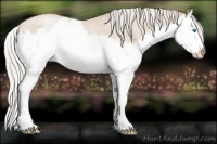 Horse Color:Palomino Roan Pearl Splash Rabicano