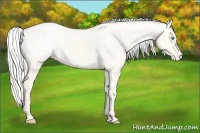 Horse Color:Silver Smoky Creme Dun Appaloosa 