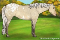 Horse Color:White Spotted Silver Buckskin Dun Appaloosa Rabicano