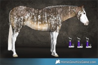 Horse Color:White Spotted Silver Bay Roan Splash and Silver Buckskin Splash