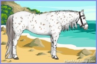 Horse Color:Bay Dun Appaloosa 