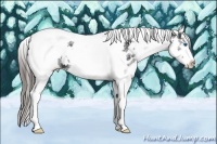 Horse Color:White Spotted Black Splash Tobiano Frame Appaloosa