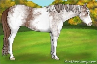 Horse Color:White Spotted Chestnut Sabino